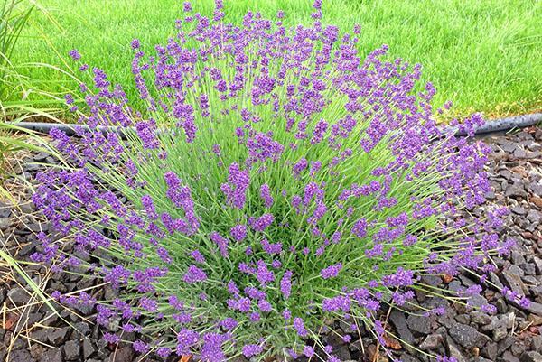 lavanda en su cabaña de verano