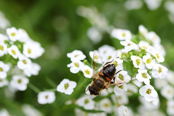 alyssum blanc comme neige