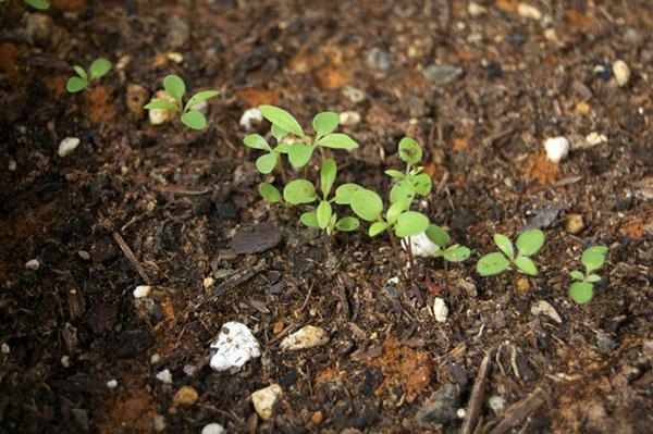 pousses d'alyssum