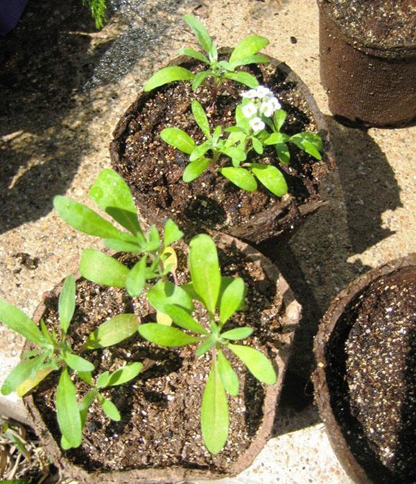 cultivo de plántulas de alyssum