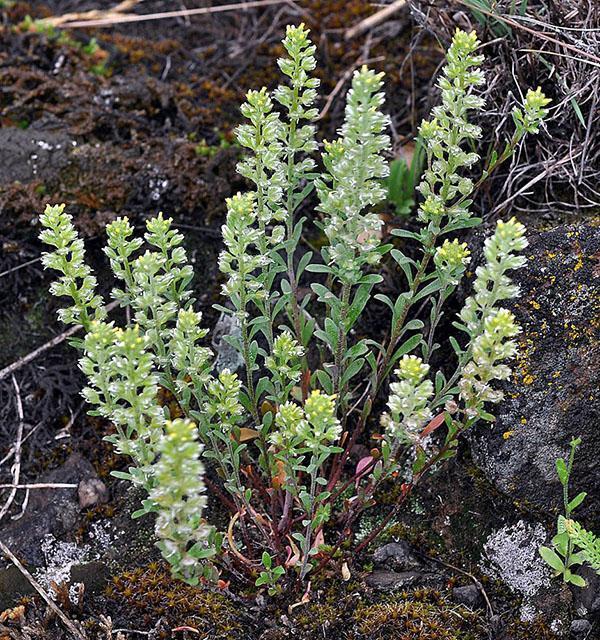 alyssum en campo abierto