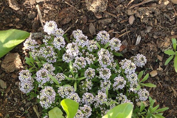 alyssum fleurit