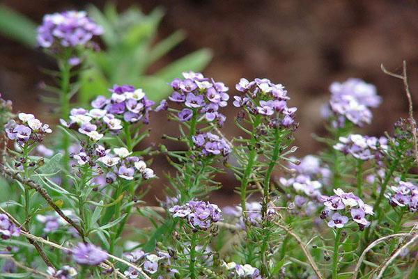 la floraison de l'alyssum se termine