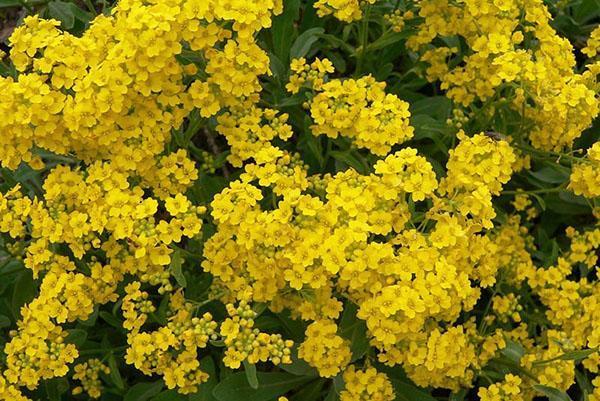 floraison luxuriante d'alyssum vivace