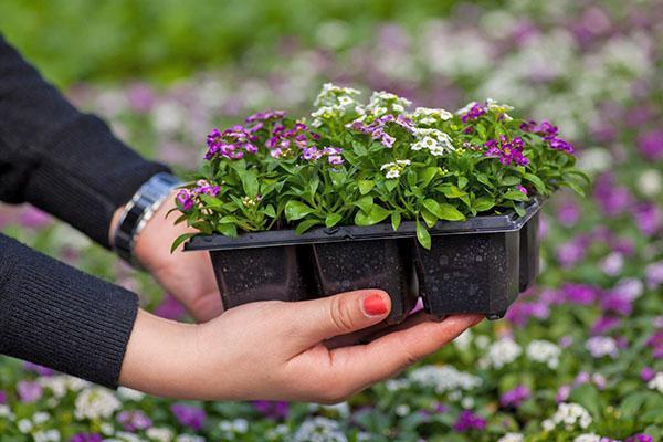 plantar alyssum en campo abierto