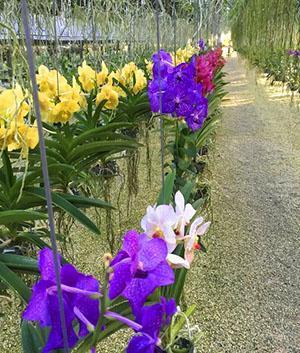 Cultivo de orquídeas Wanda en invernadero