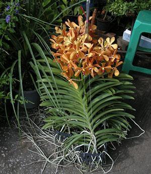 Orquídea Wanda en casa