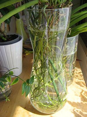 Laisser l'eau dans les pots pendant 20 minutes puis égoutter.
