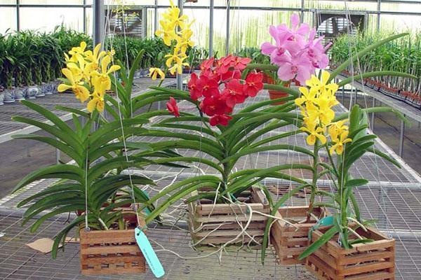 Contenedores especiales para orquídeas Wanda
