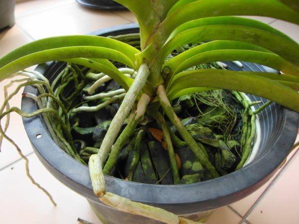 Les racines des plantes nécessitent des soins particuliers