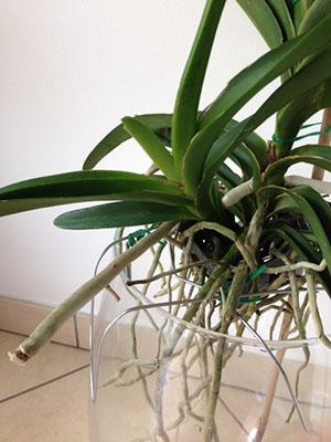 Cette plante peut être plantée