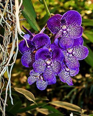 Maravillosa orquídea Wanda