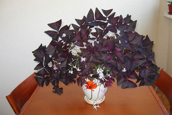 Oxalis violet triangulaire