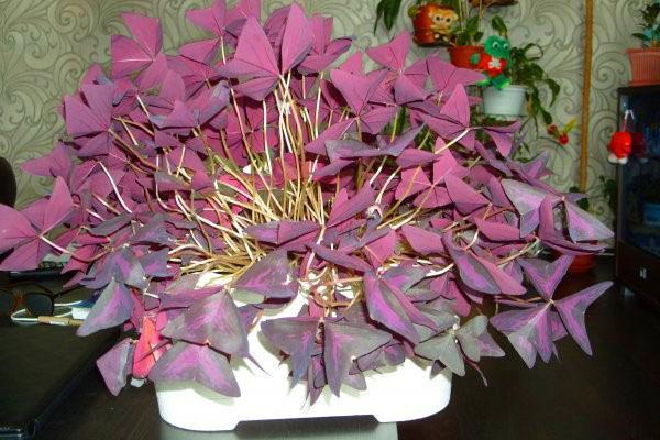 La floraison d'Oxalis dure jusqu'en décembre