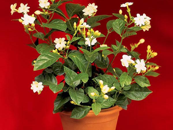 tailler et pincer le jasmin
