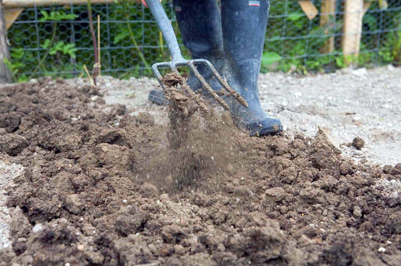 preparación de las camas para cebollas