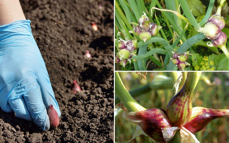 schéma et calendrier de plantation d'un arc à plusieurs niveaux