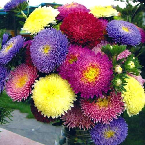 inflorescences densément doubles d'asters