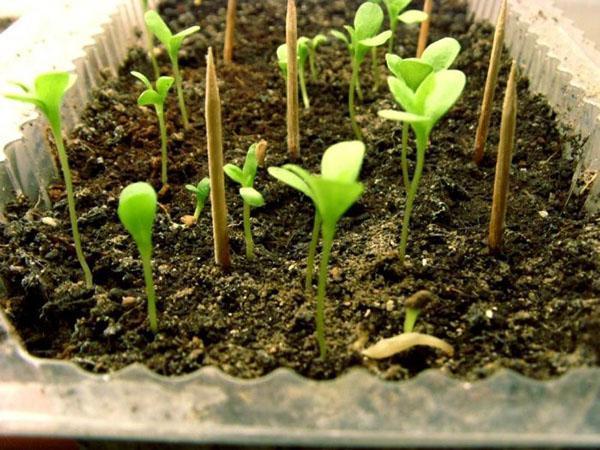 brotes de aster