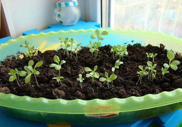 plántulas de aster antes de bucear