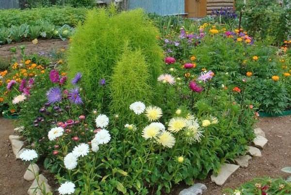 asters annuels dans le parterre de fleurs