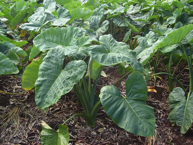 cuidado de las plantas