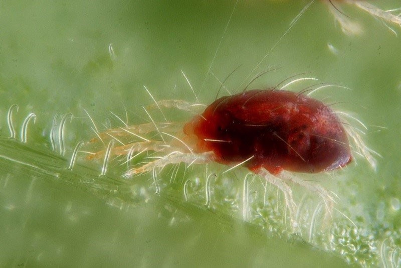 ácaro araña