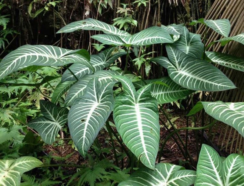 troncs de plantes puissants