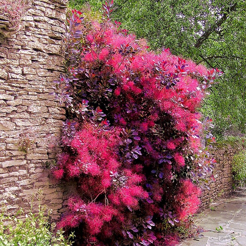 scumpia en el diseño del paisaje