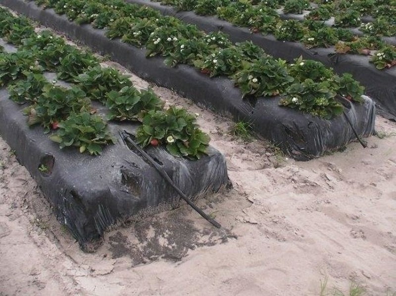 avantages de cultiver des fraises sous plastique