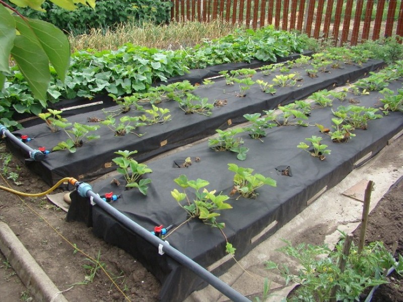 irrigation goutte à goutte des fraises sous le film