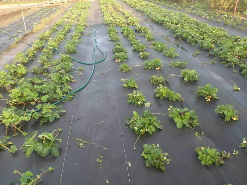 comment arroser des fraises sous un film