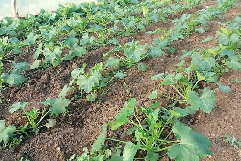 ameublir le sol et enlever les mauvaises herbes