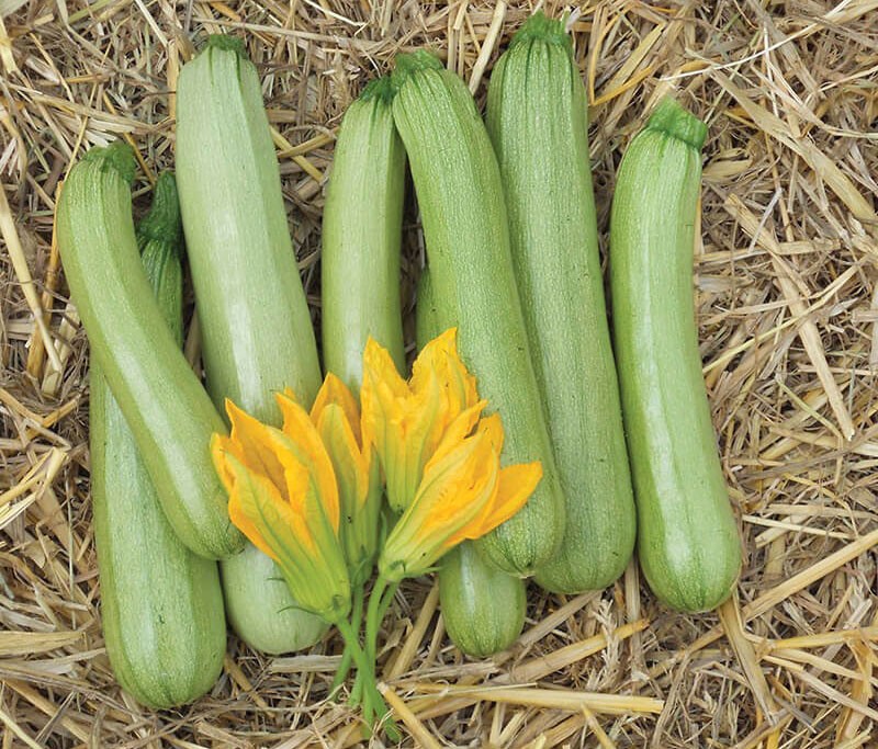Variété hollandaise