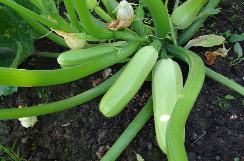 culture de variétés de courgettes Kavili