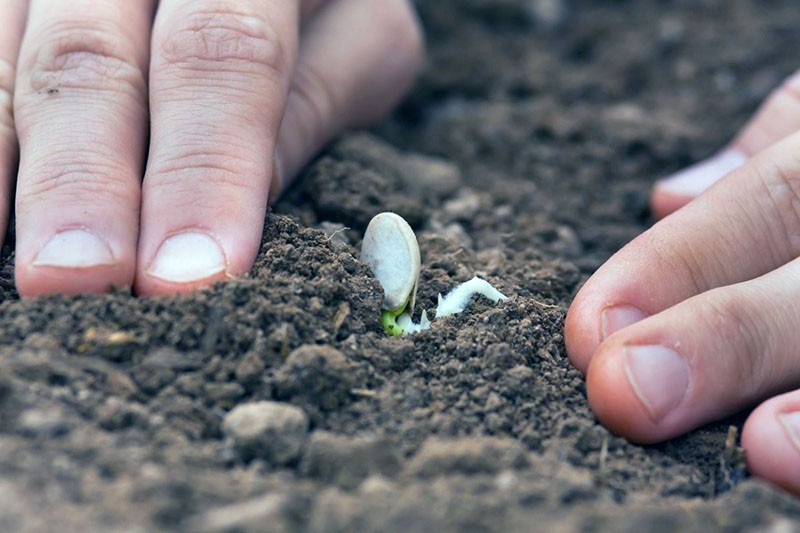 plantation correcte des graines
