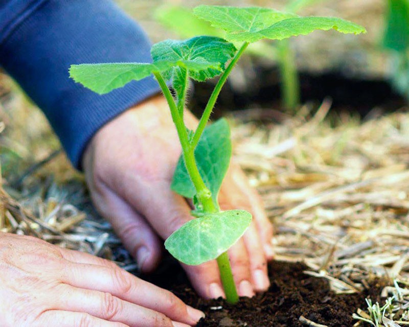 planter des plants de courgettes en pleine terre