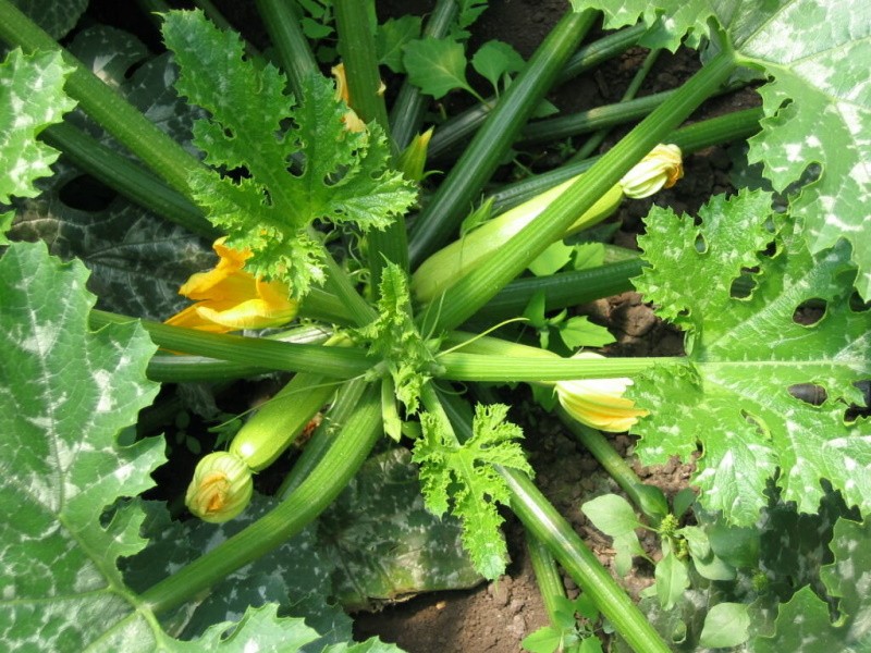 caractéristiques de prendre soin des courgettes