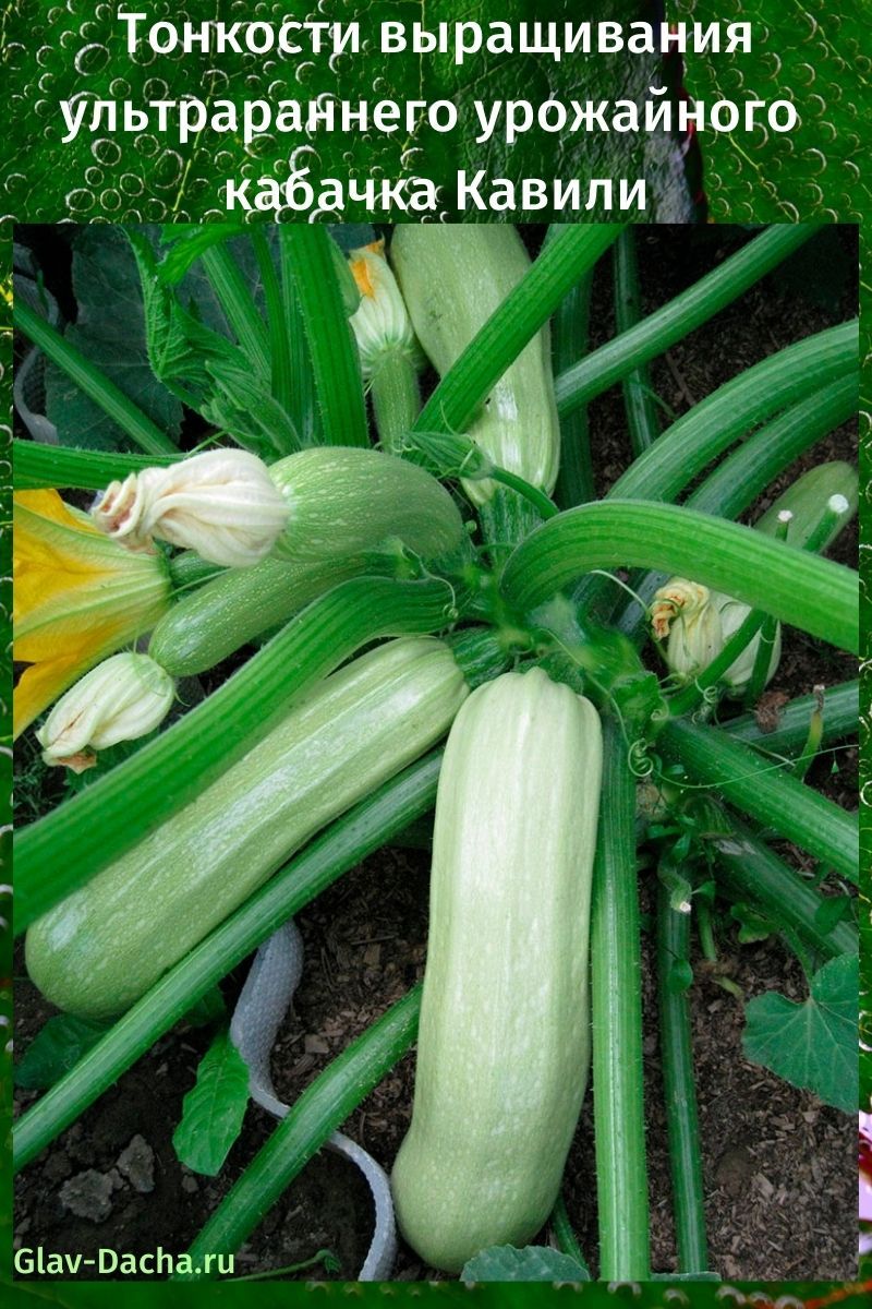 courgettes kavili