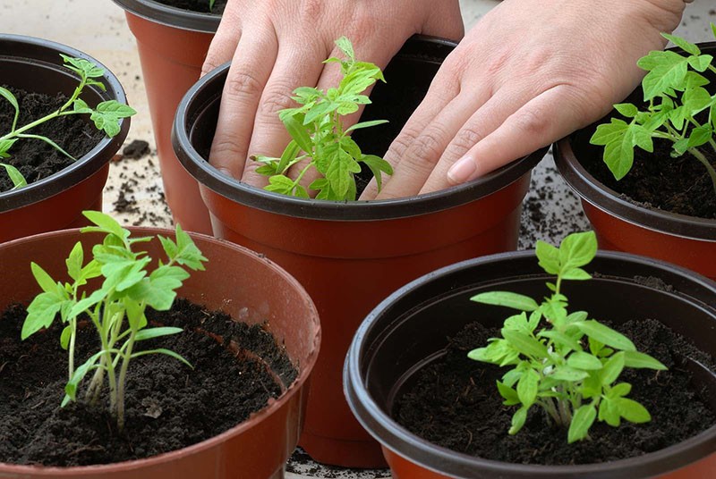 faire pousser des tomates par semis