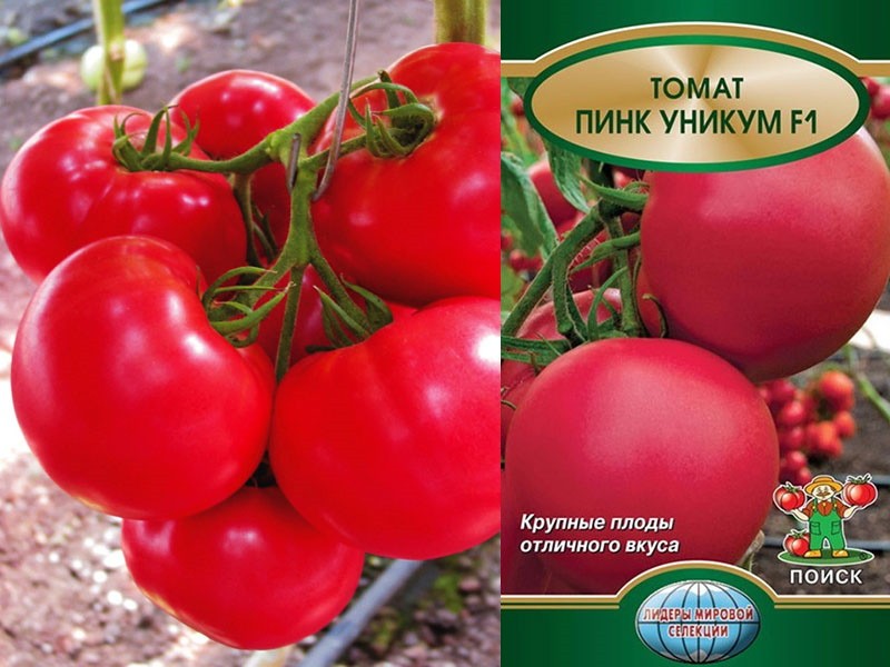 graines de tomates