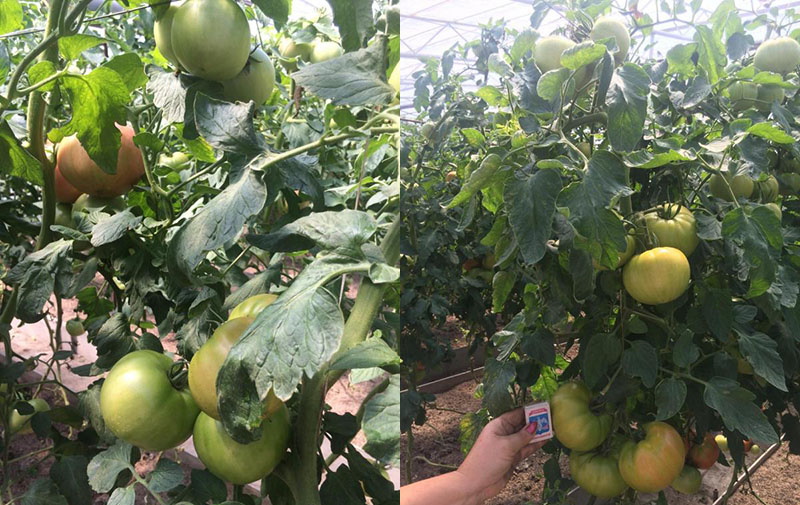 cuidando tomates en el jardín