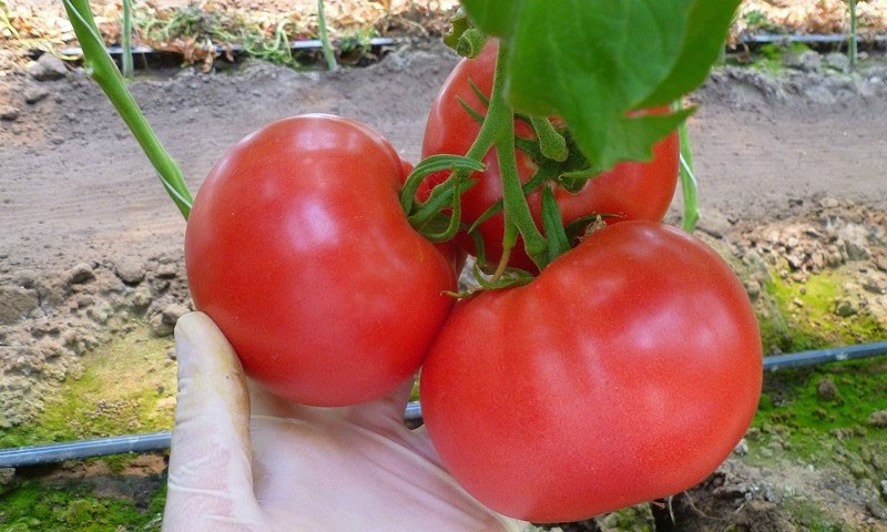 tomates maduros