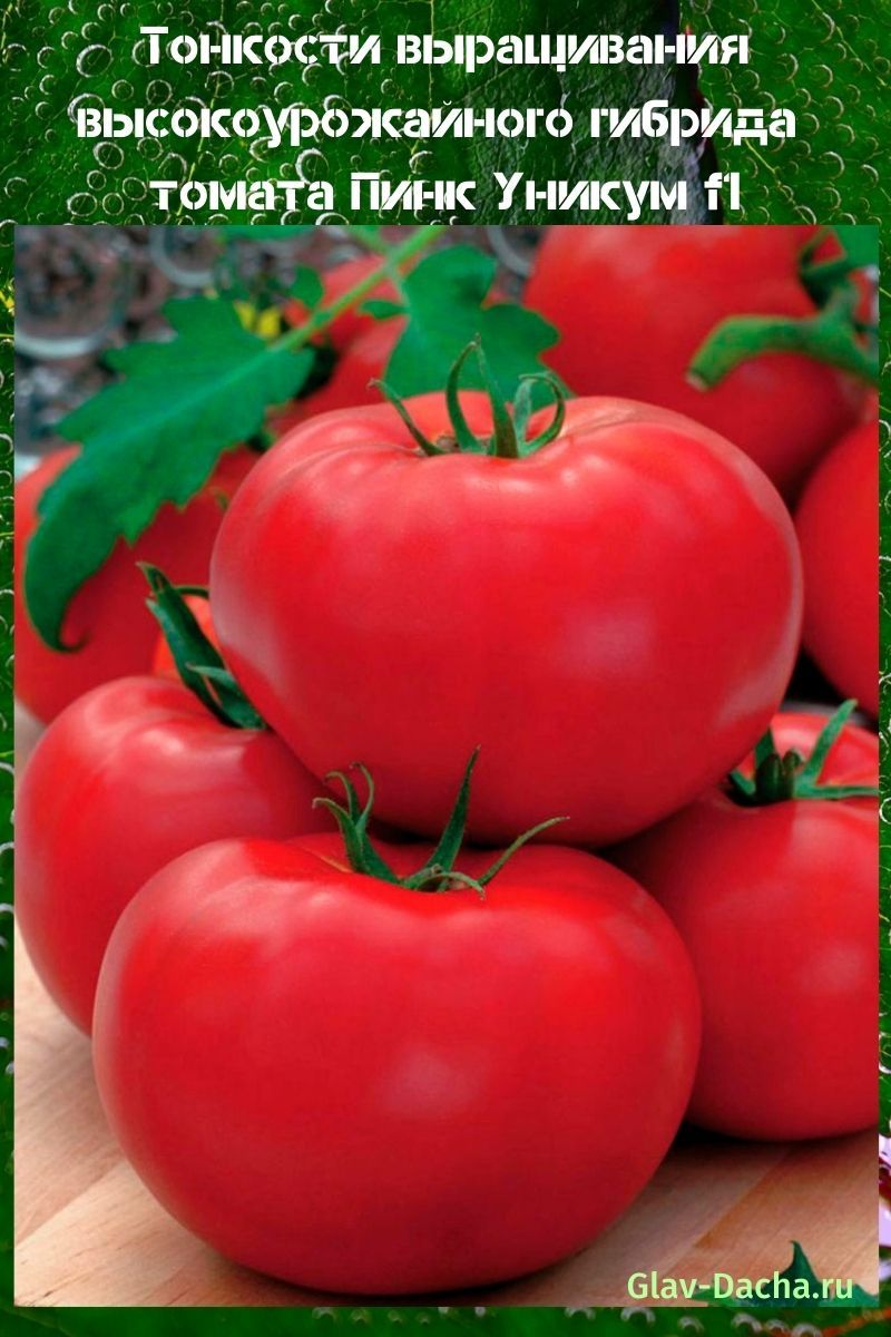 tomate rosa único f1