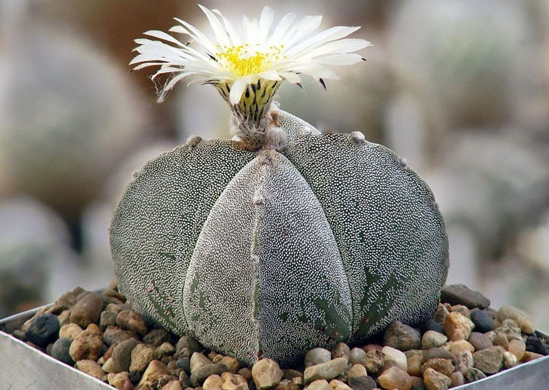 cactus astrophytum