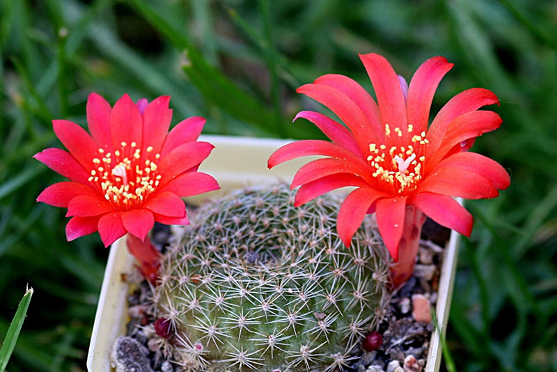 rebutia de cactus en fleurs