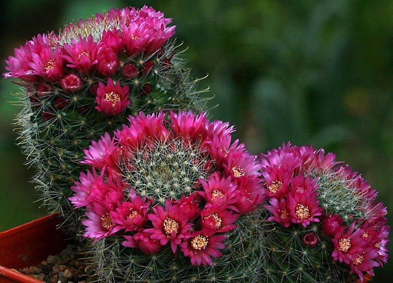 increíble mamillaria