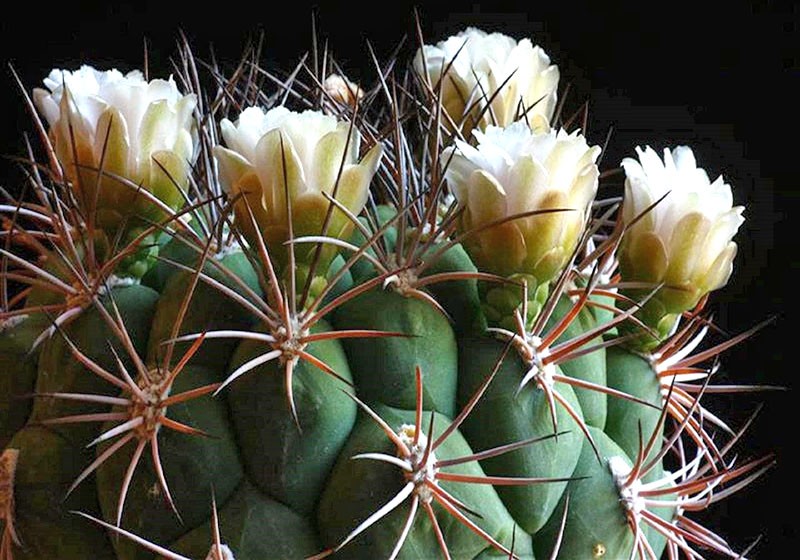 Cactus en fleurs Gymnocalycium
