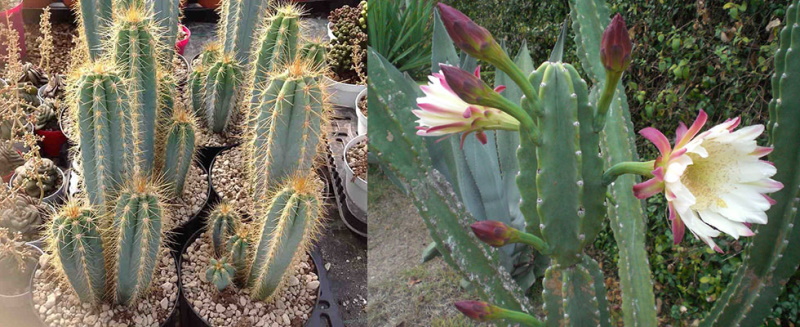 cactus cereus