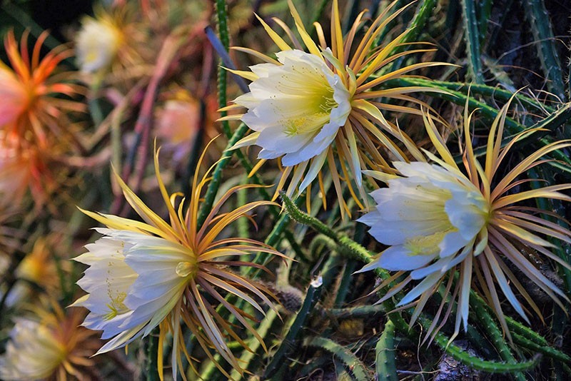 cactus selenicereus